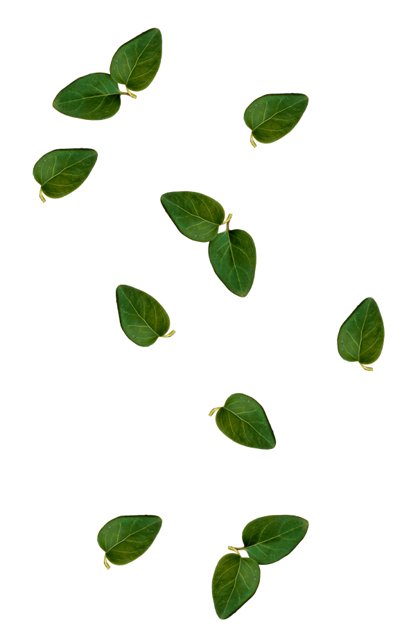 leaves.png